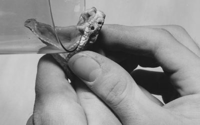 Edgar Martins | Evento  Meitar Award for Excellence in Photography Online